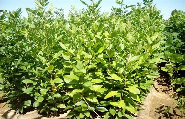 白蜡树价格多少钱一棵