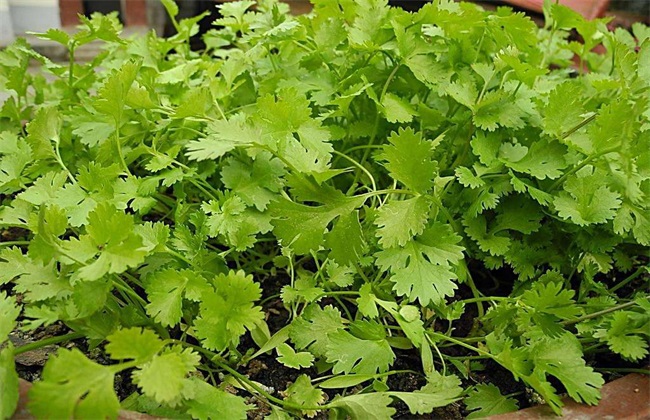 香菜价格