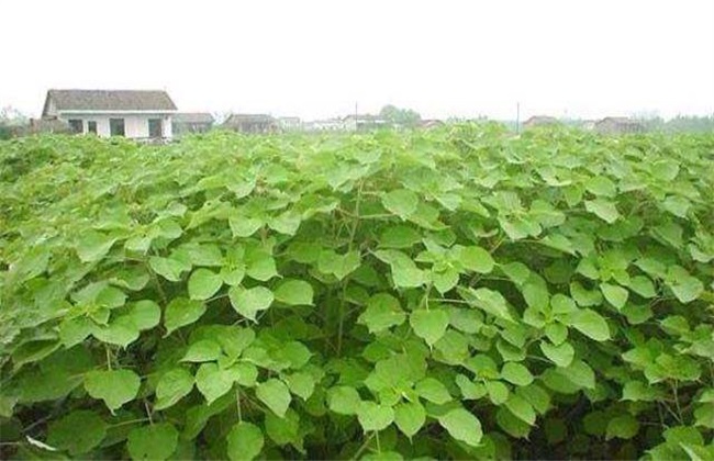 苎麻多少钱一斤