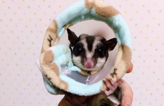2018蜜袋鼯的养殖成本