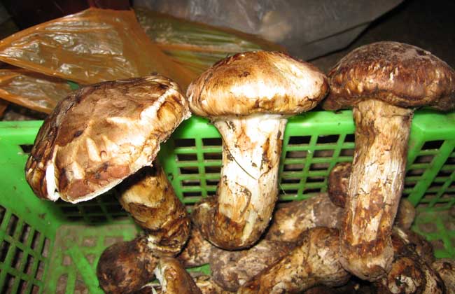 松茸价格多少钱一斤？