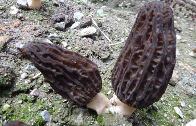 野生羊肚菌多少钱一斤？