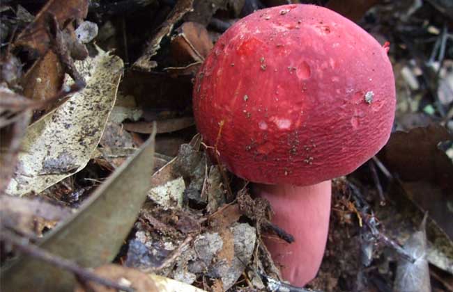 红菇价格多少钱一斤？