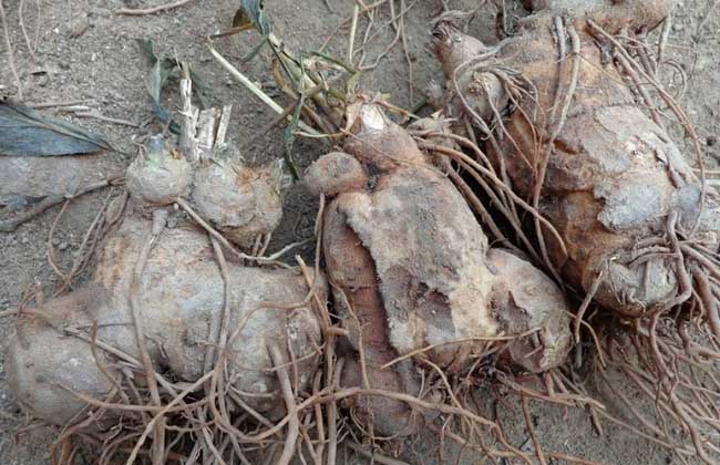 白术价格多少钱一斤？