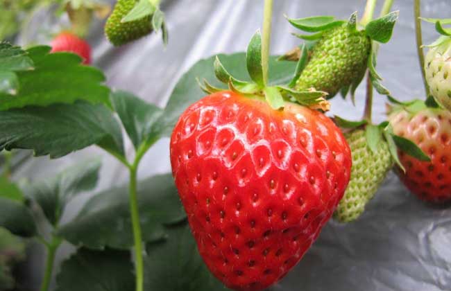 四季草莓种苗多少钱？