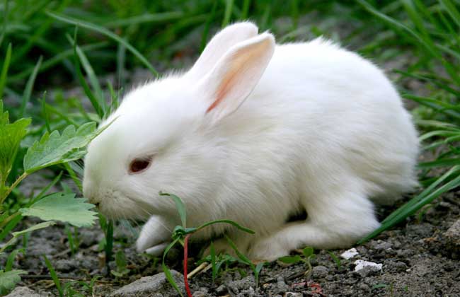 兔子价格多少钱一只？