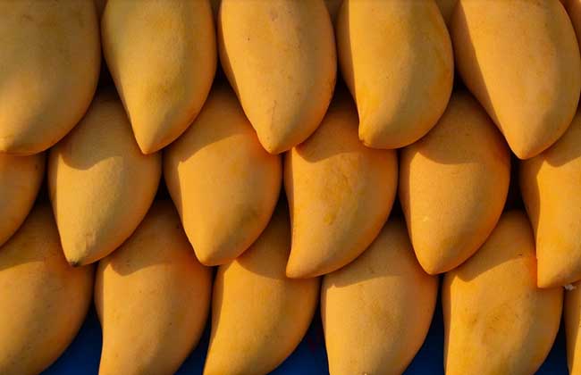 芒果多少钱一斤？