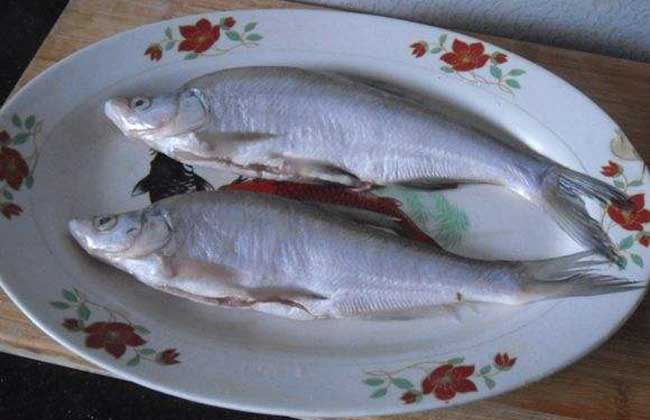 白条鱼价格多少钱一斤？
