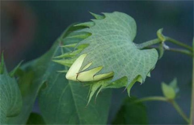 棉花 蕾期 田间管理要点