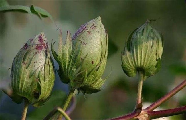 棉花 蕾期 田间管理要点