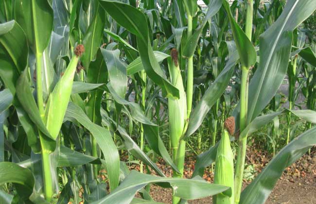 种玉米用什么肥料