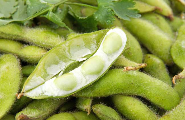 毛豆和黄豆一样吗