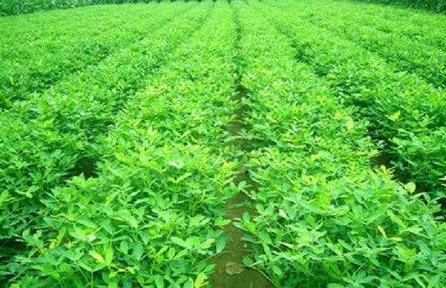 花生种植防治田鼠的方法有哪些?