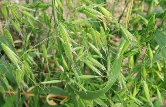 野燕麦是什么植物?