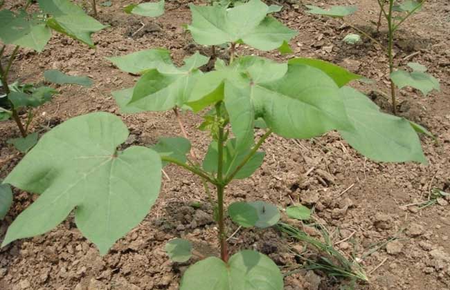 棉花种植时间是什么时候?