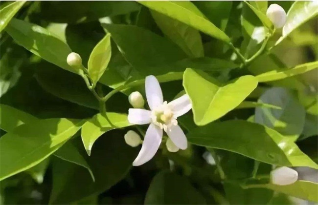 砂糖桔的促花技术
