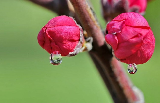 花蕾处理