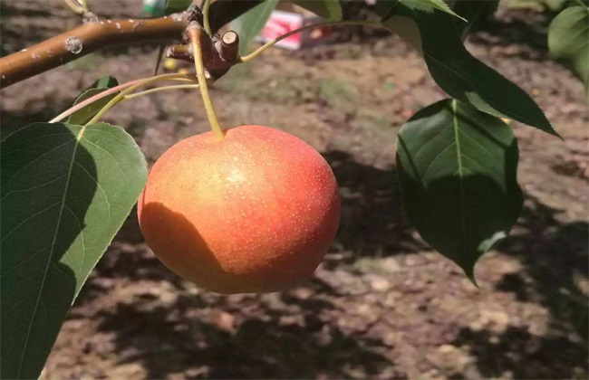 南果梨 生长 环境