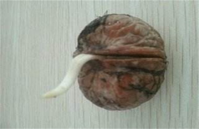核桃种子常用的催芽方法