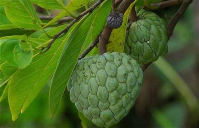 释迦果 种植 生长环境