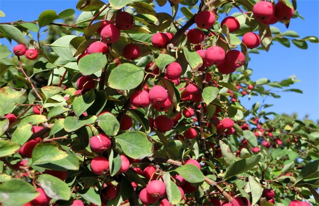 种植 海棠果 注意事项