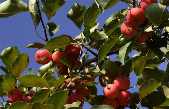 种植 海棠果 注意事项