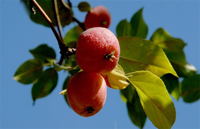种植 海棠果 注意事项