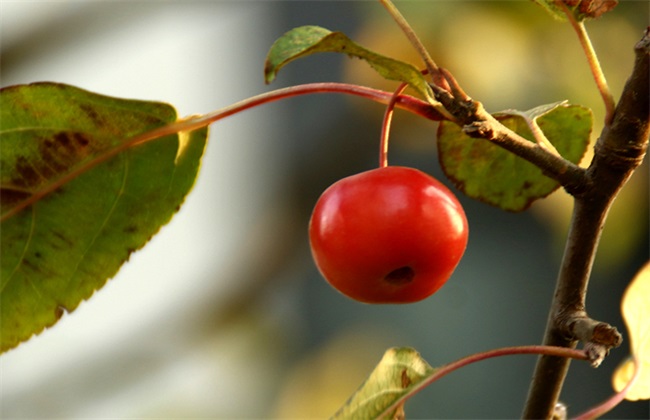 种植 海棠果 注意事项