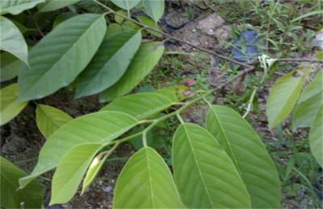 释迦果树种植方法