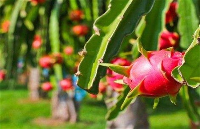 红心火龙果 种植 方法