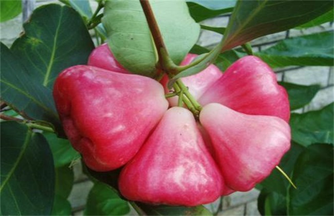 莲雾 催花保果 技术