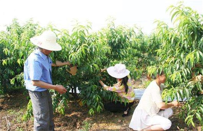 套袋 桃树 方法