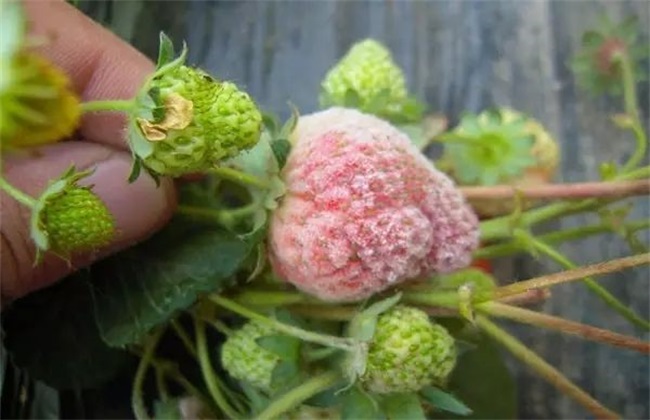 常见病害 草莓 防治方法