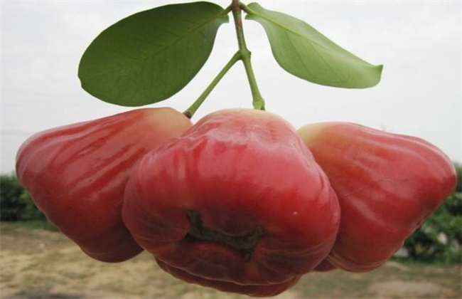 莲雾常见的种植品种