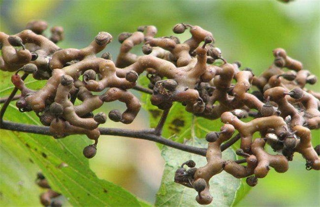 高产栽培 技术 拐枣