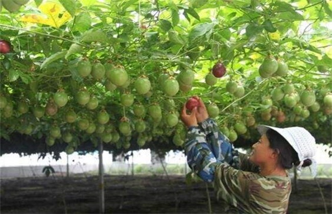 百香果 种植 技术