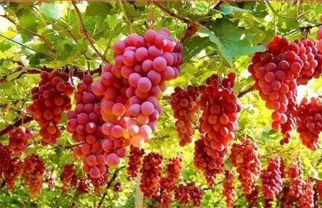 葡萄 原因 软果