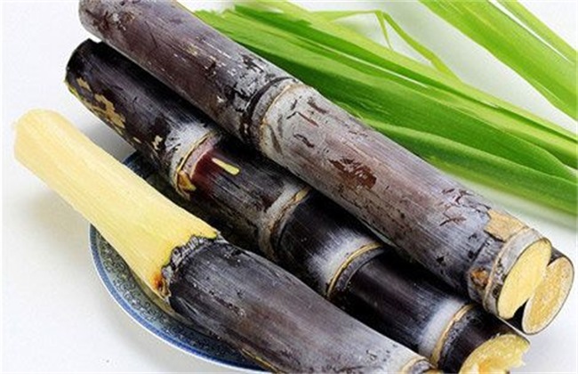 甘蔗 条件 种植