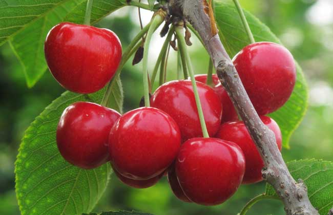 大樱桃怎么养