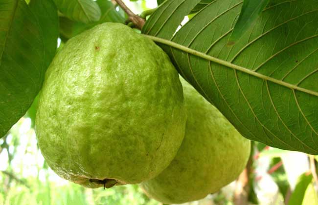 番石榴种子怎么种