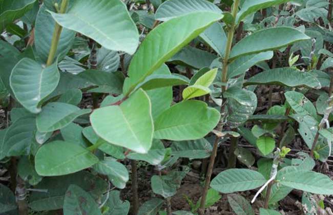 番石榴种子怎么种