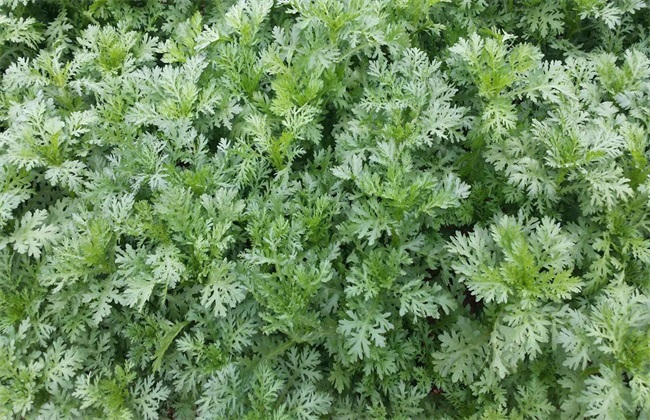茼蒿 施肥 方法