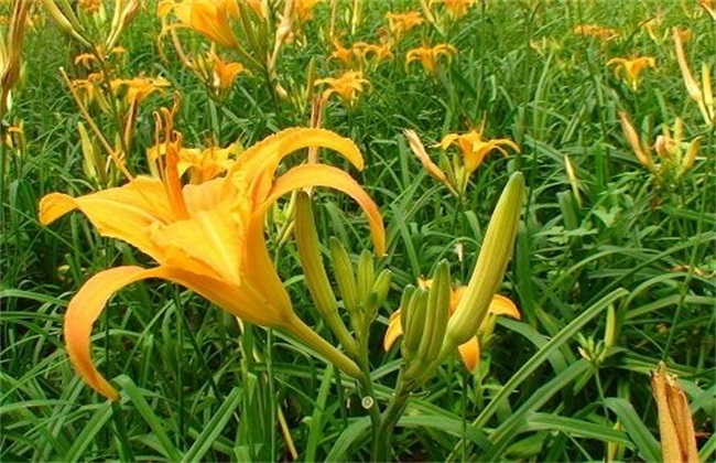 黄花菜 采收后 管理技术