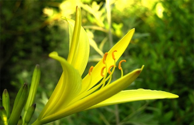 黄花菜 采收后 管理技术