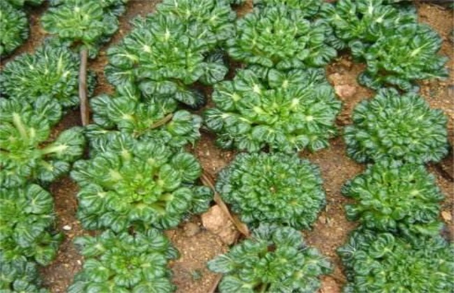 塌菜 栽培 技术