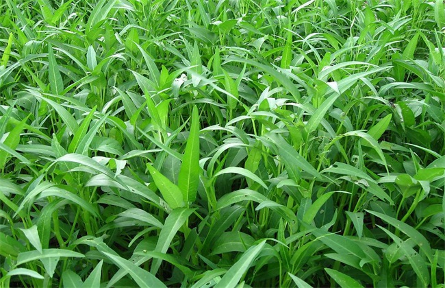 空心菜 田间管理 技术