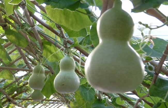 葫芦 种植 方法