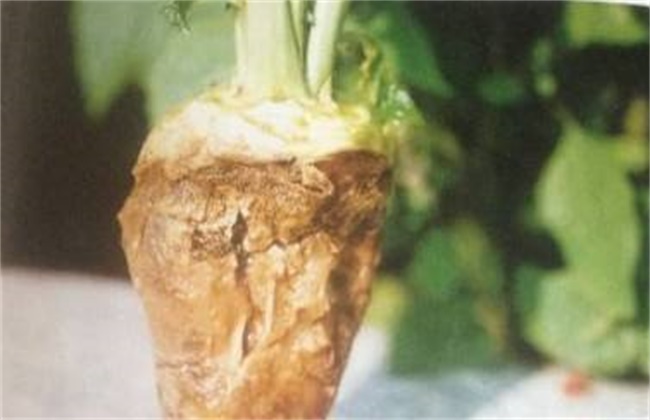 芥菜的病虫害防治方法