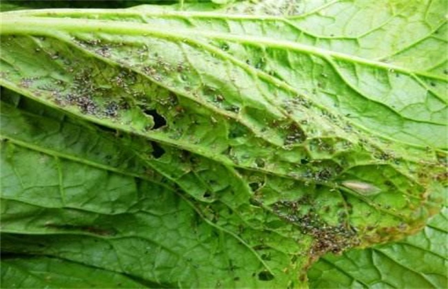 芥菜的病虫害防治方法