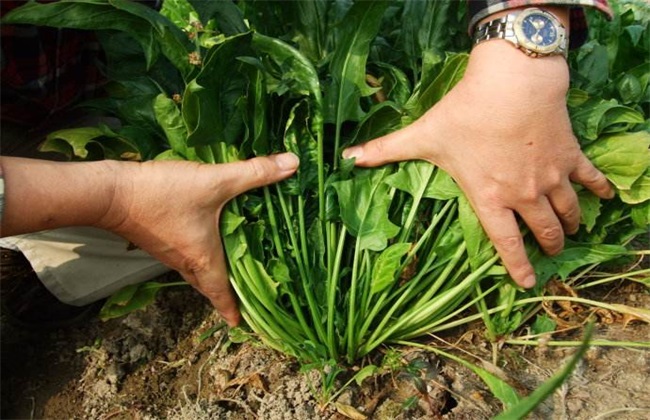 菠菜 方法 施肥